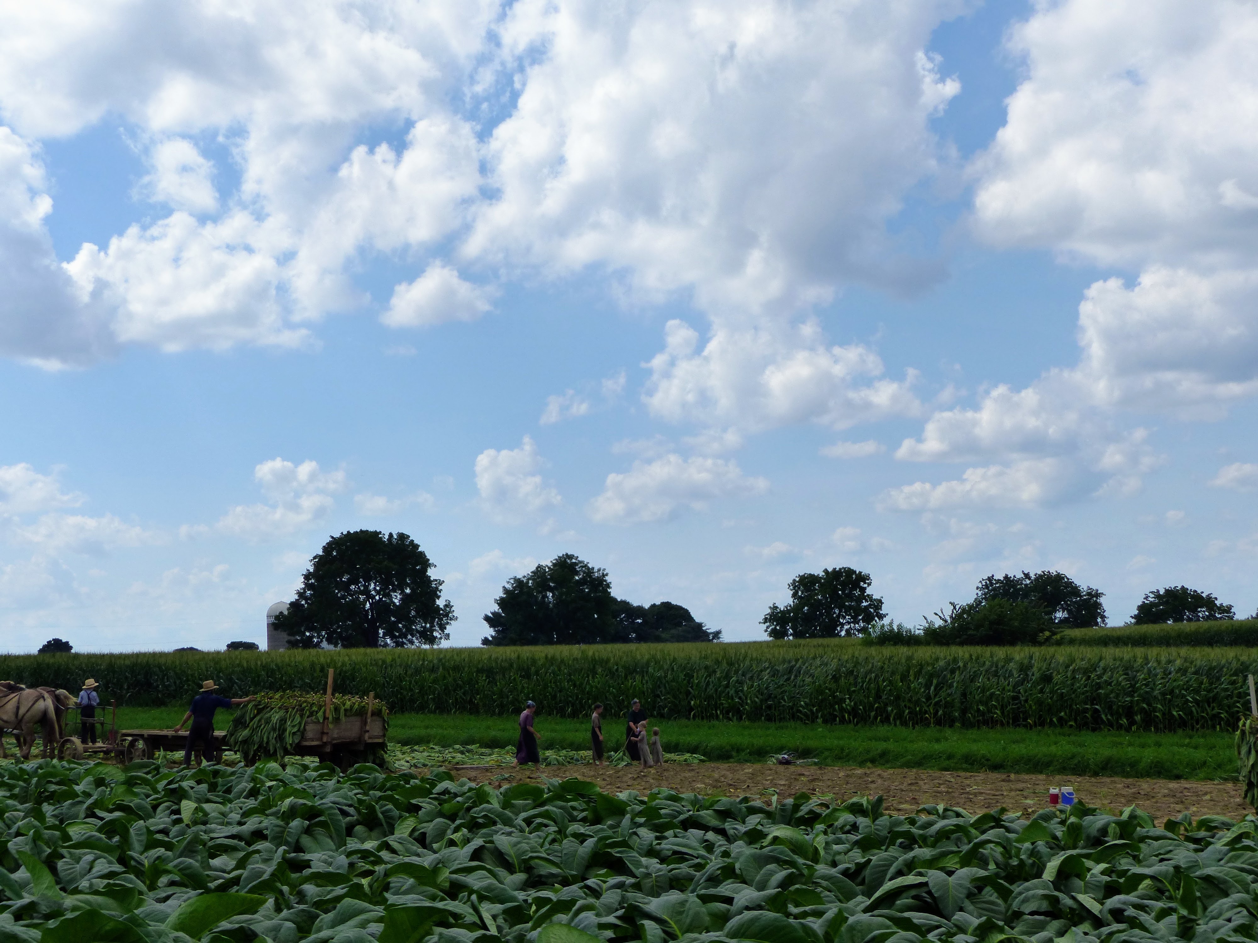 En pays Amish