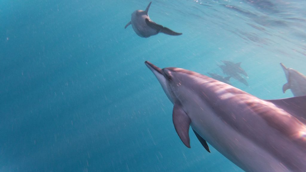 Nage avec les dauphins à l'Ile Maurice