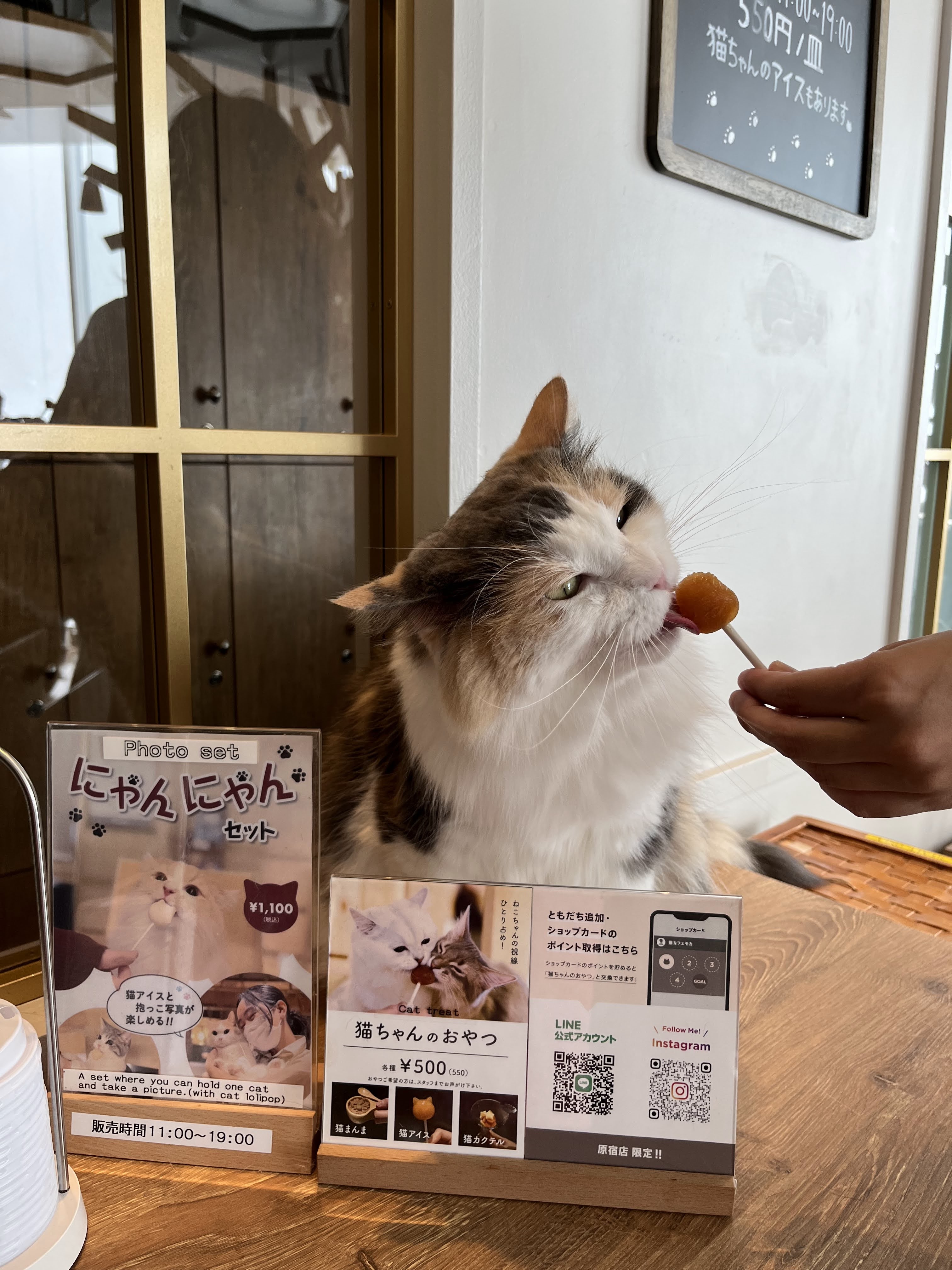 Cat Café Mocha
