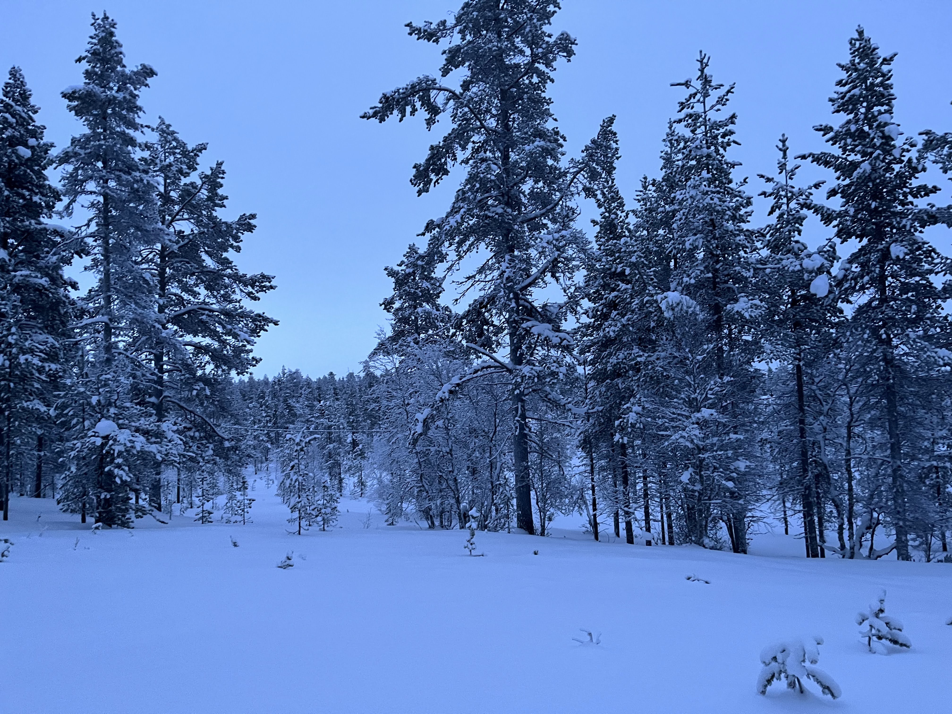 Balade au Wilderness Hotel Muotka