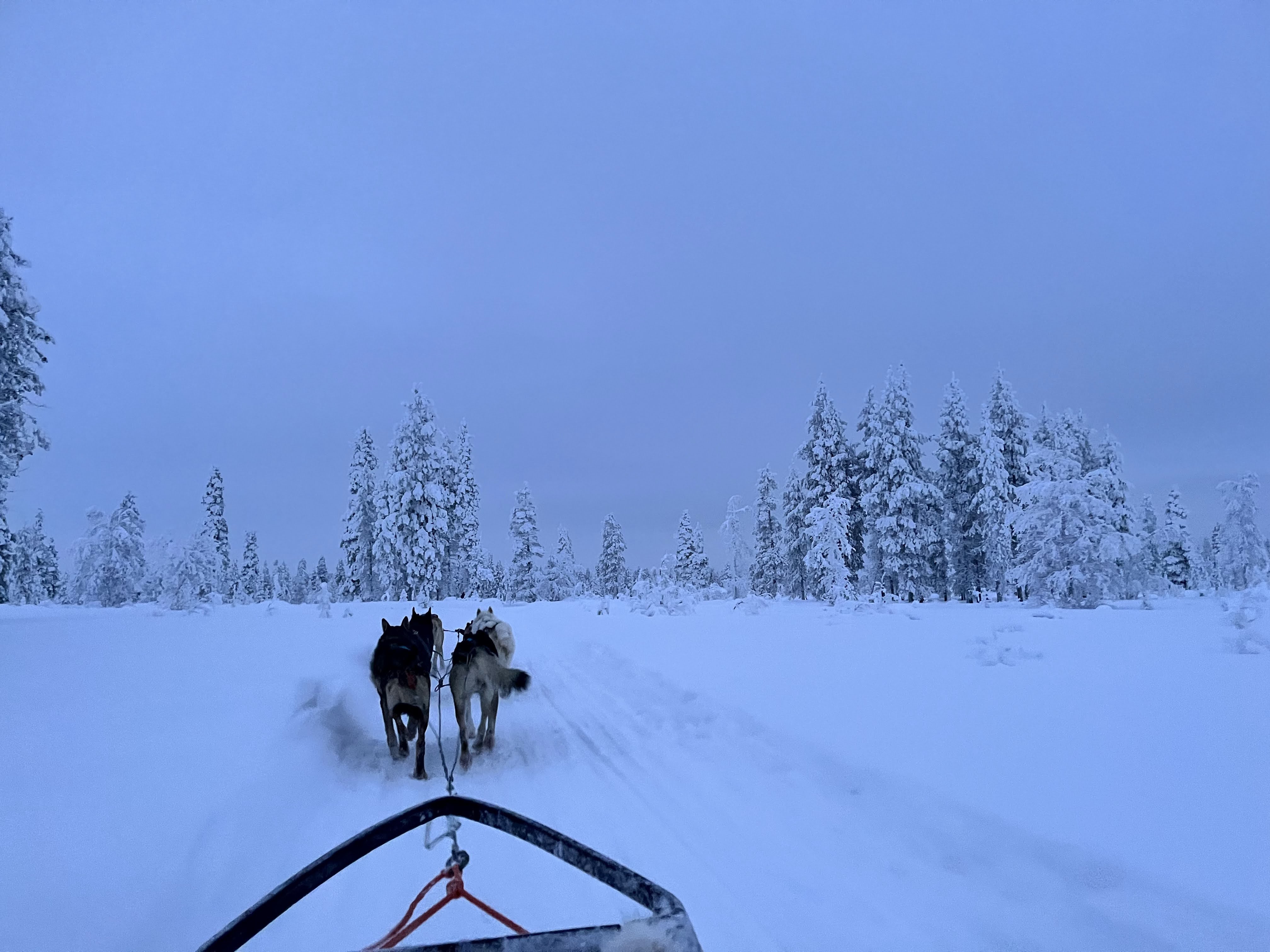Randonnée avec des chiens de traineaux