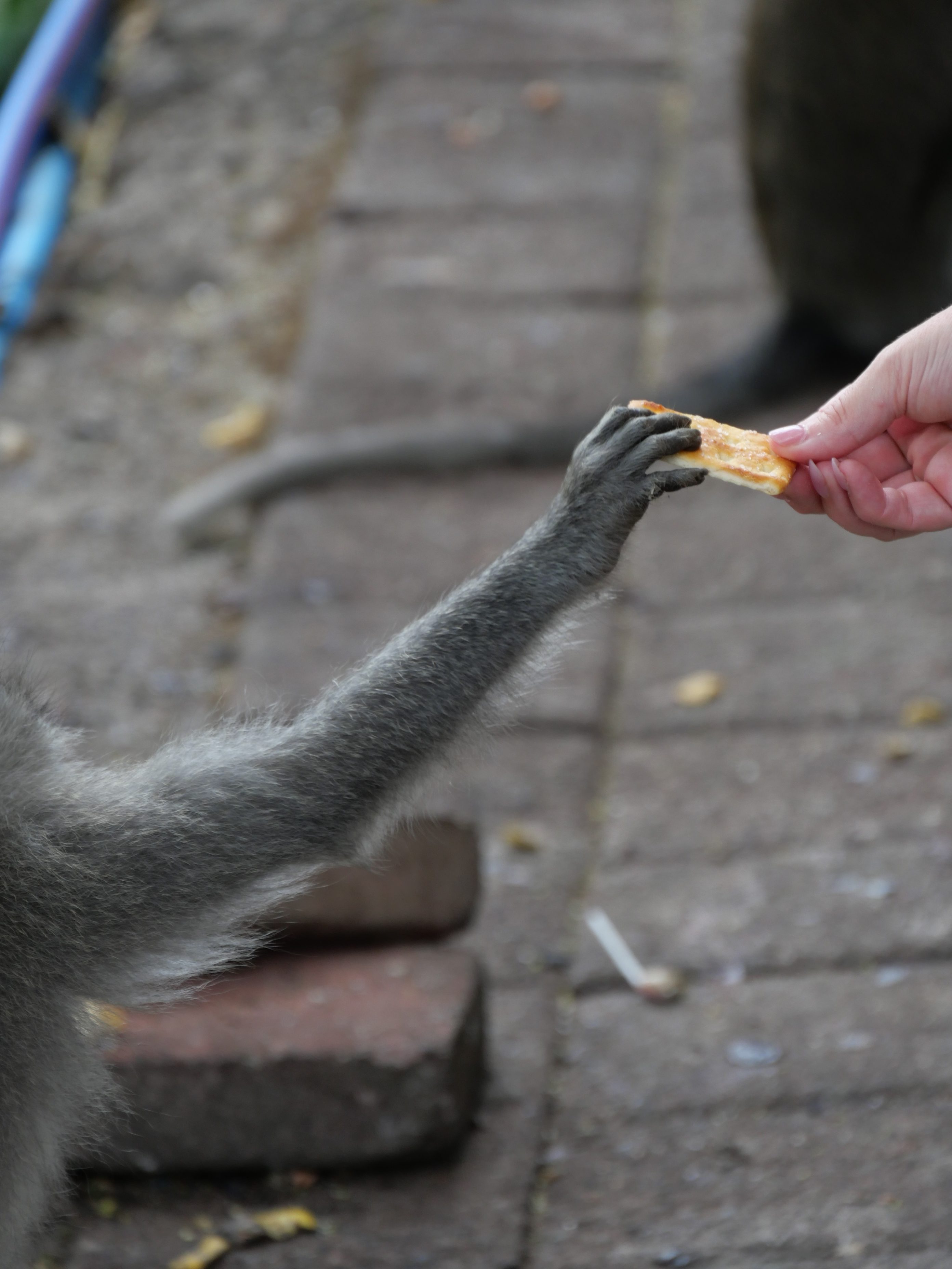 Singe à Bali
