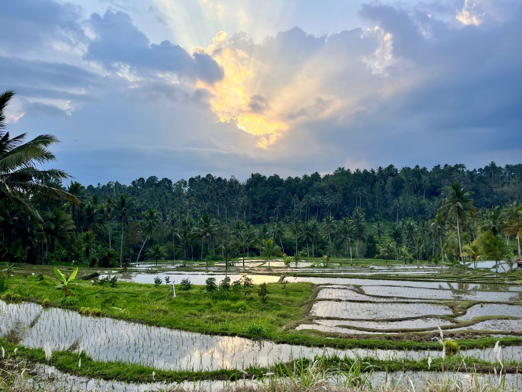 Rizière à Bali