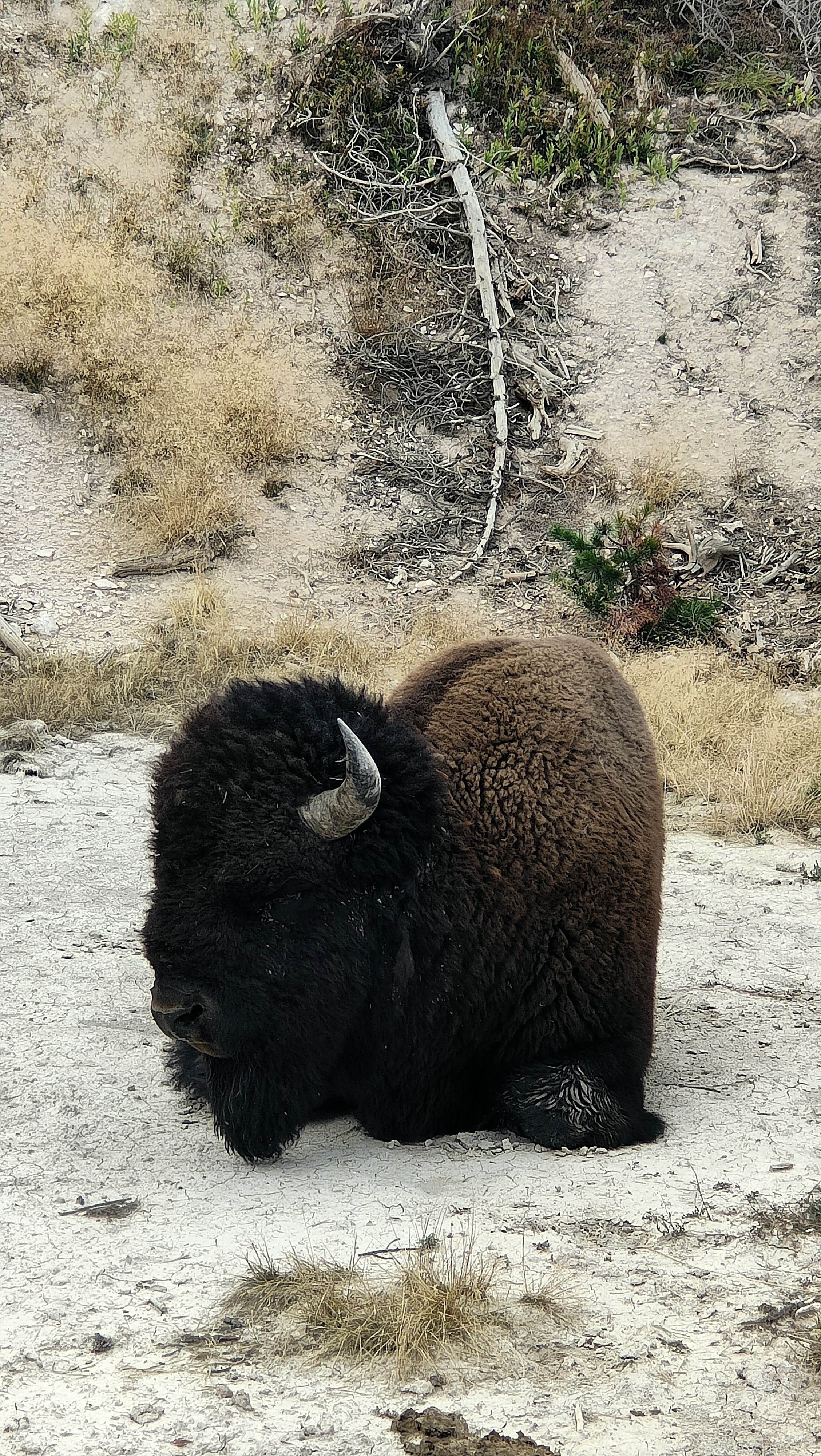 Bison sur Mud Volcano