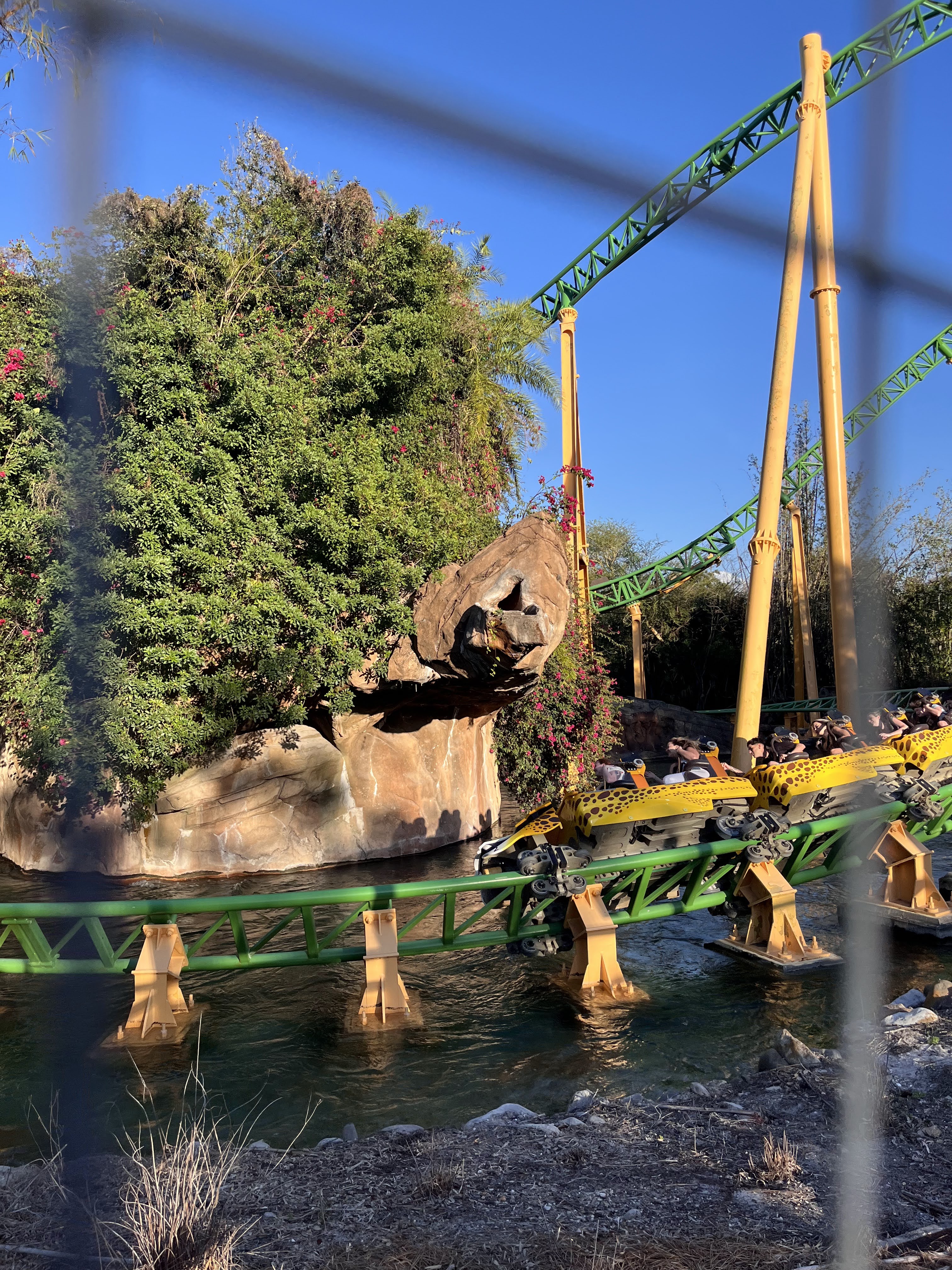 Cheetah Hunt à Busch Gardens