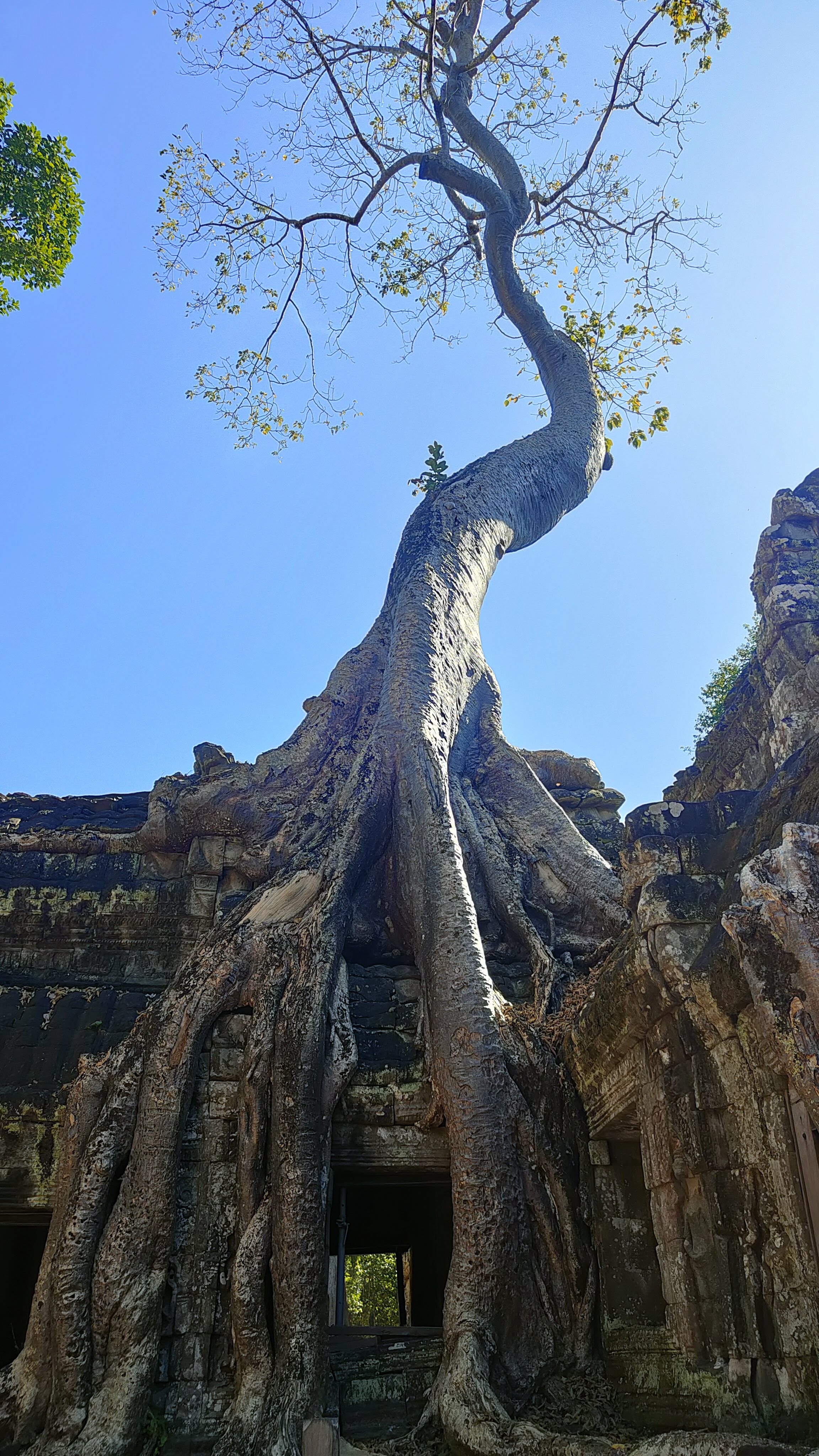 Ta Prohm