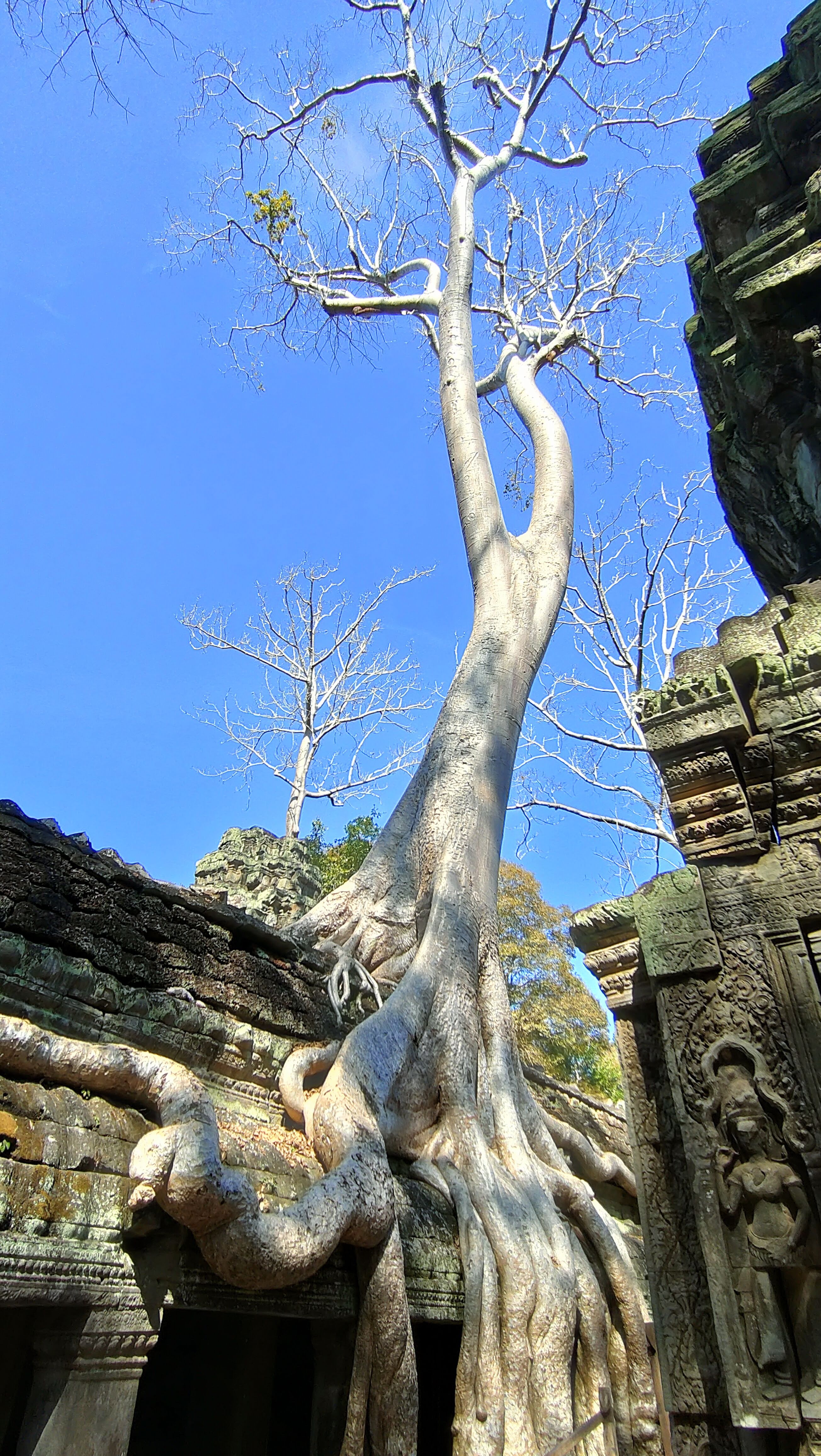 Ta Prohm