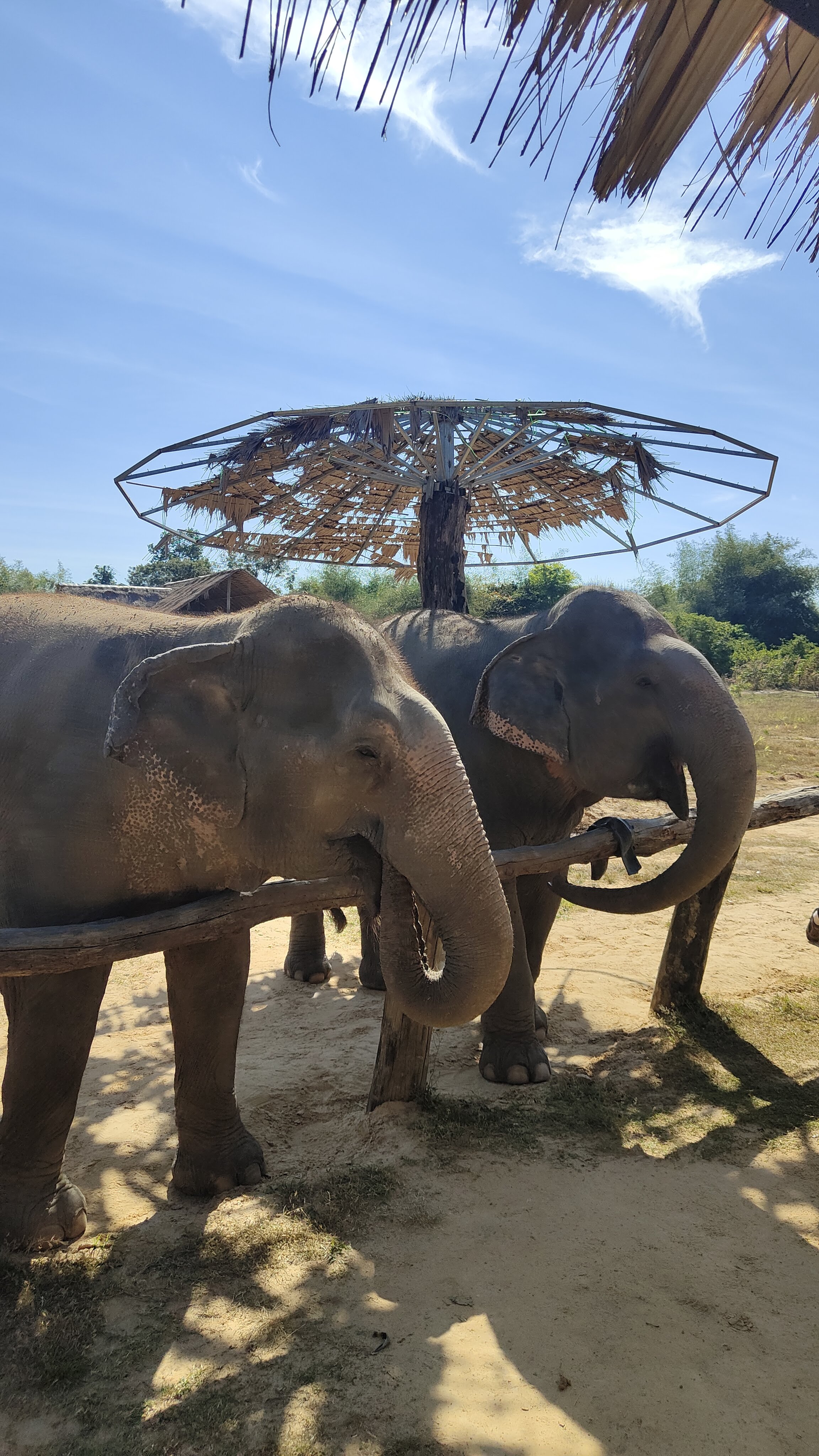 Cambodia Elephant Sanctuary