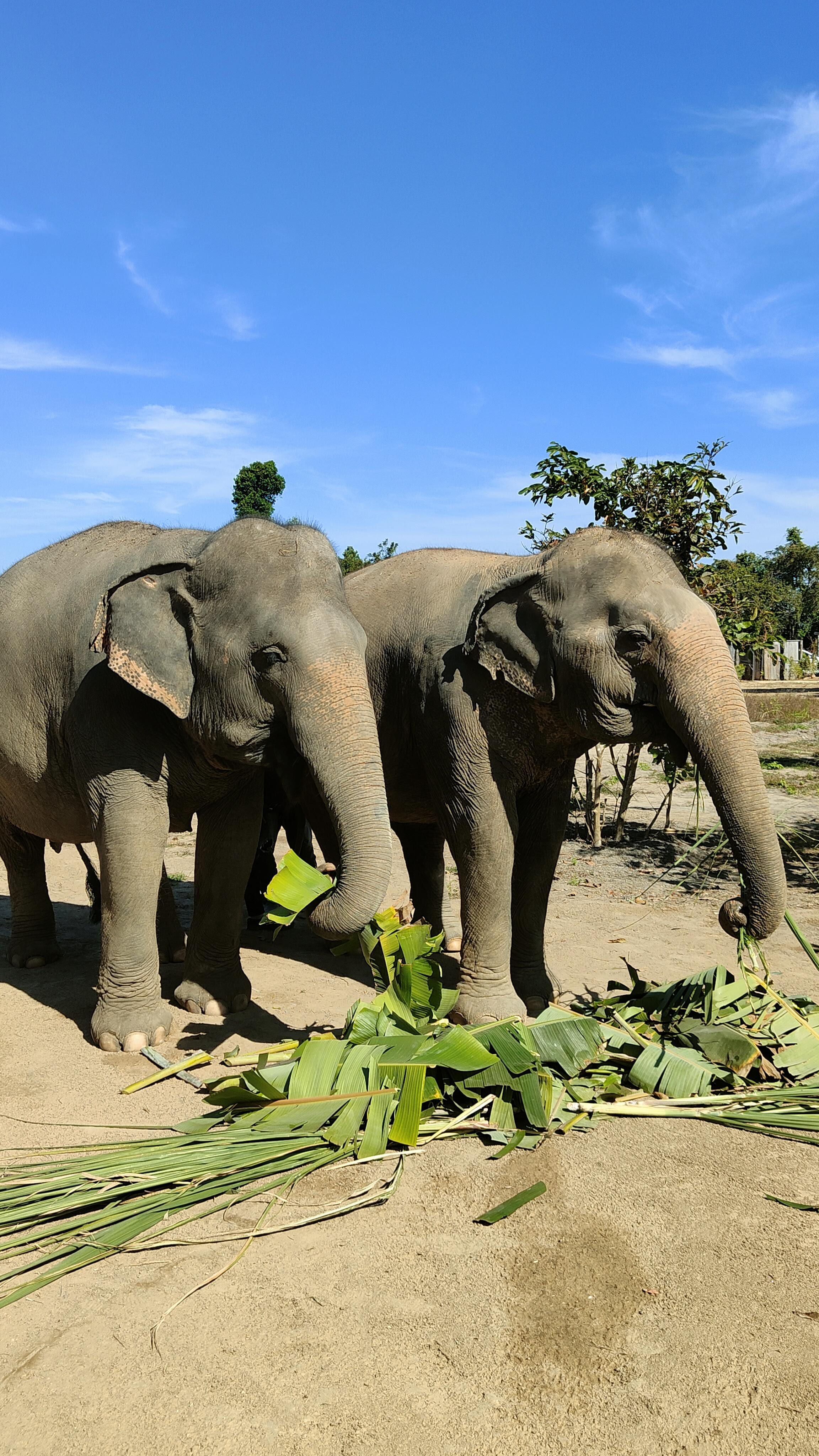 Cambodia Elephant Sanctuary