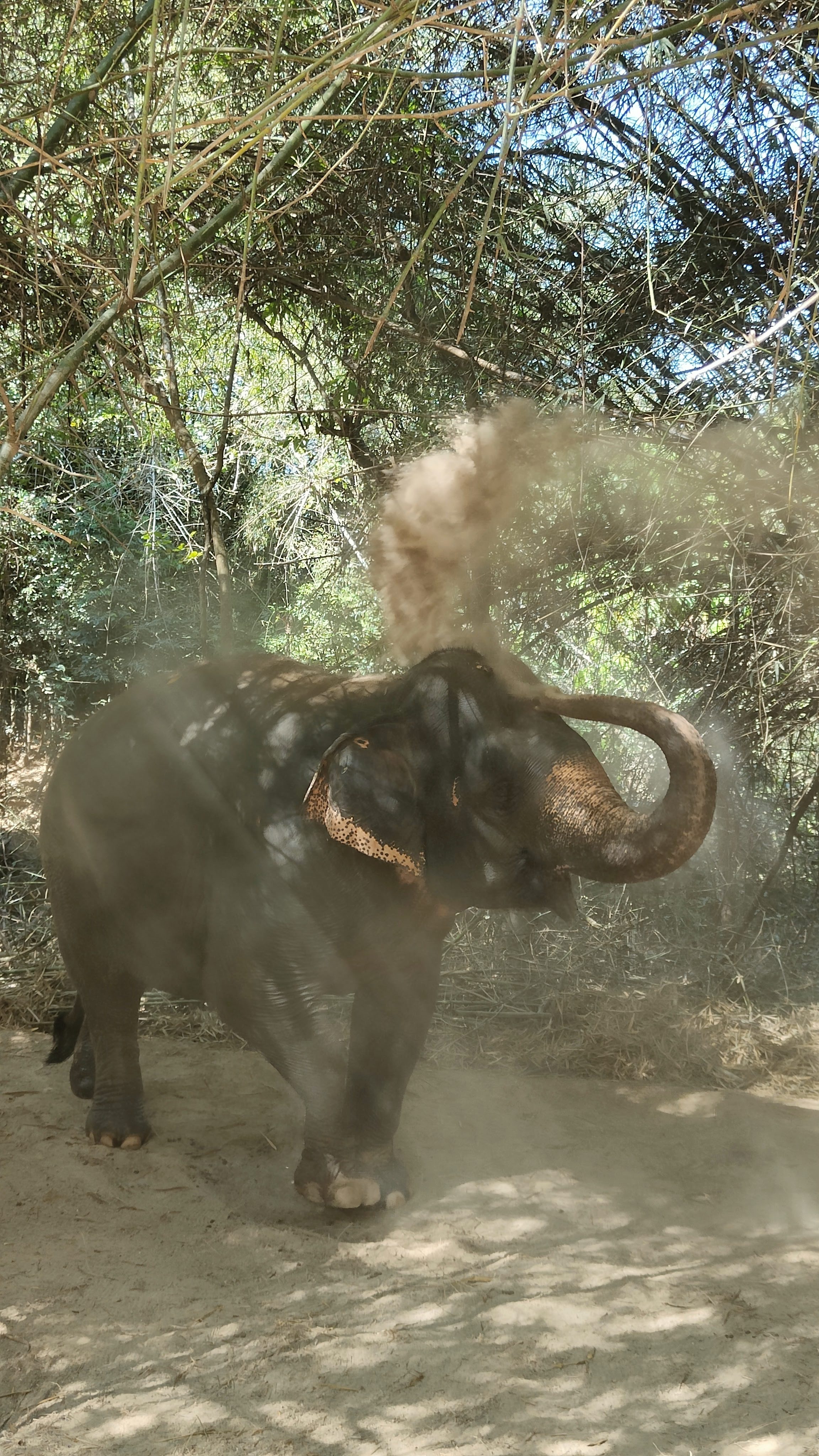 Cambodia Elephant Sanctuary