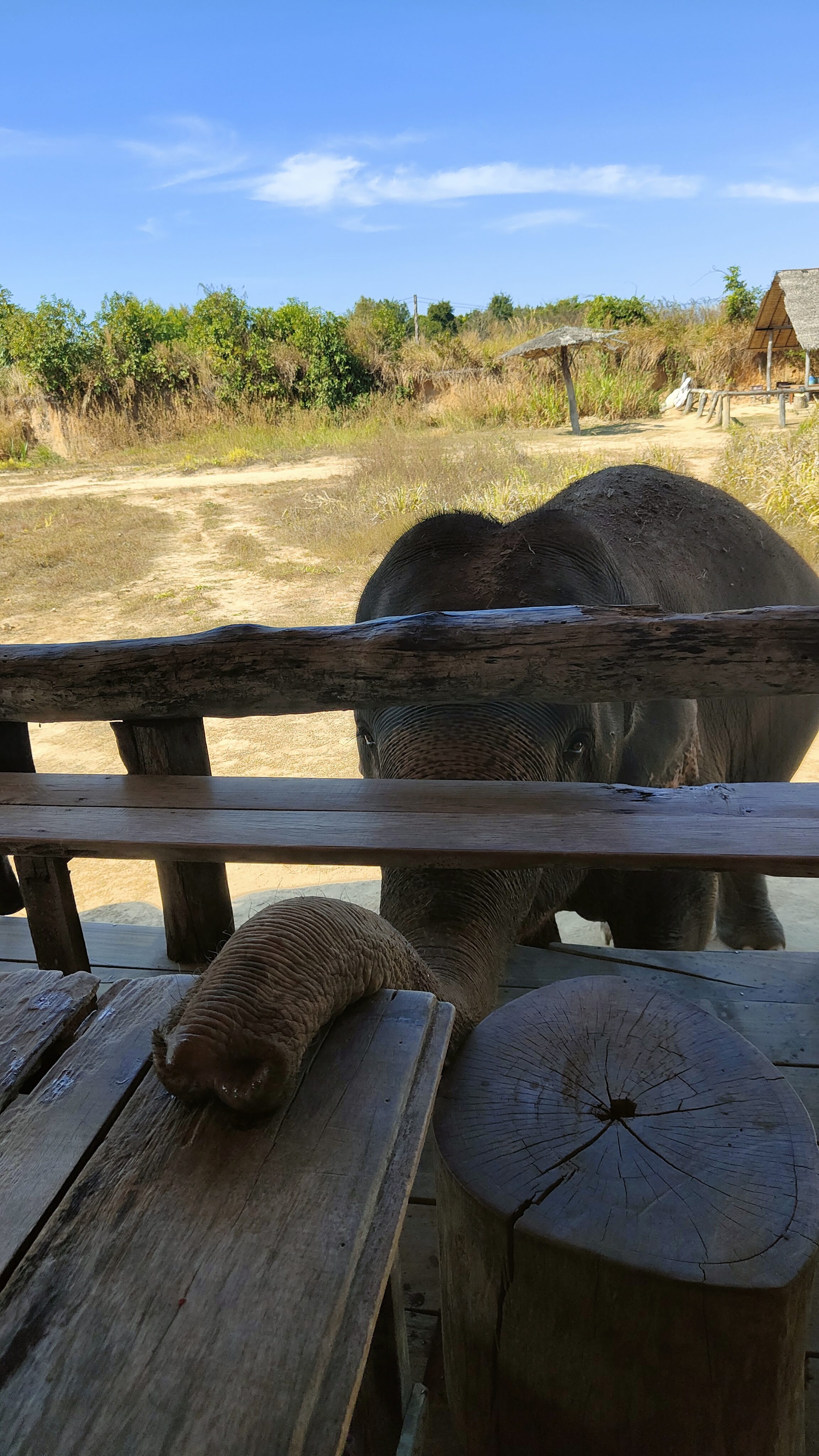 Cambodia Elephant Sanctuary