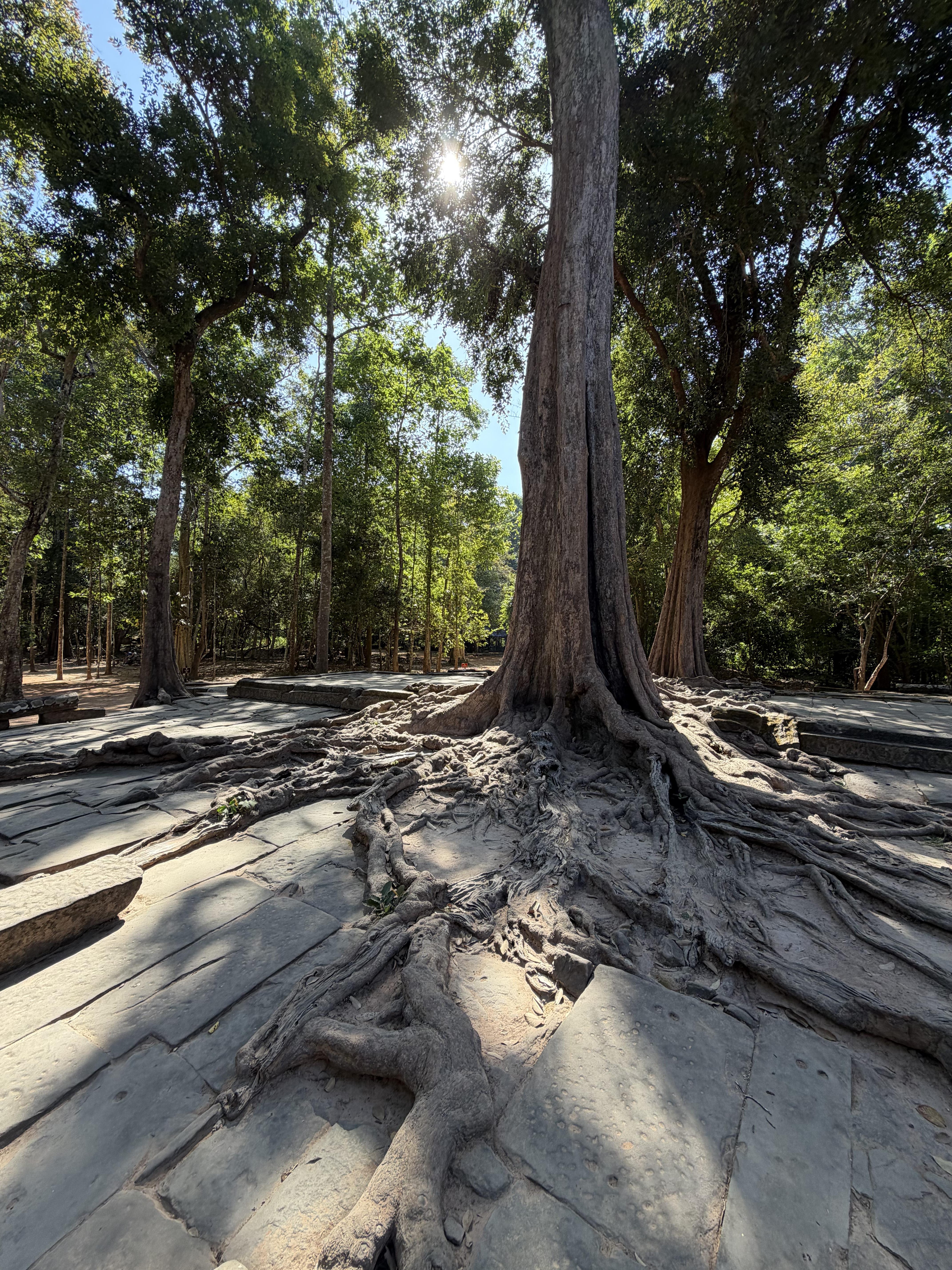Ta Prohm