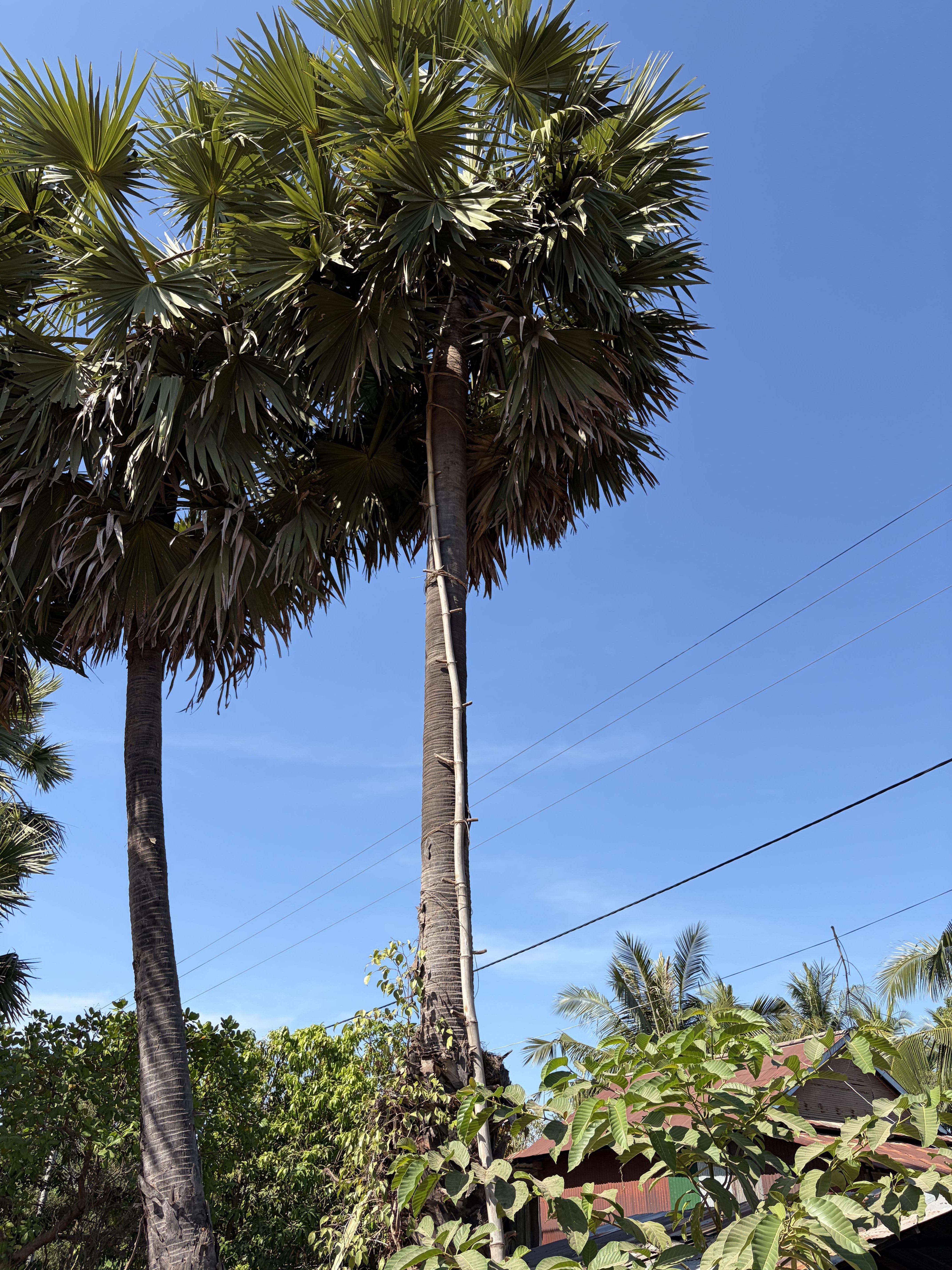 Sucre de palme