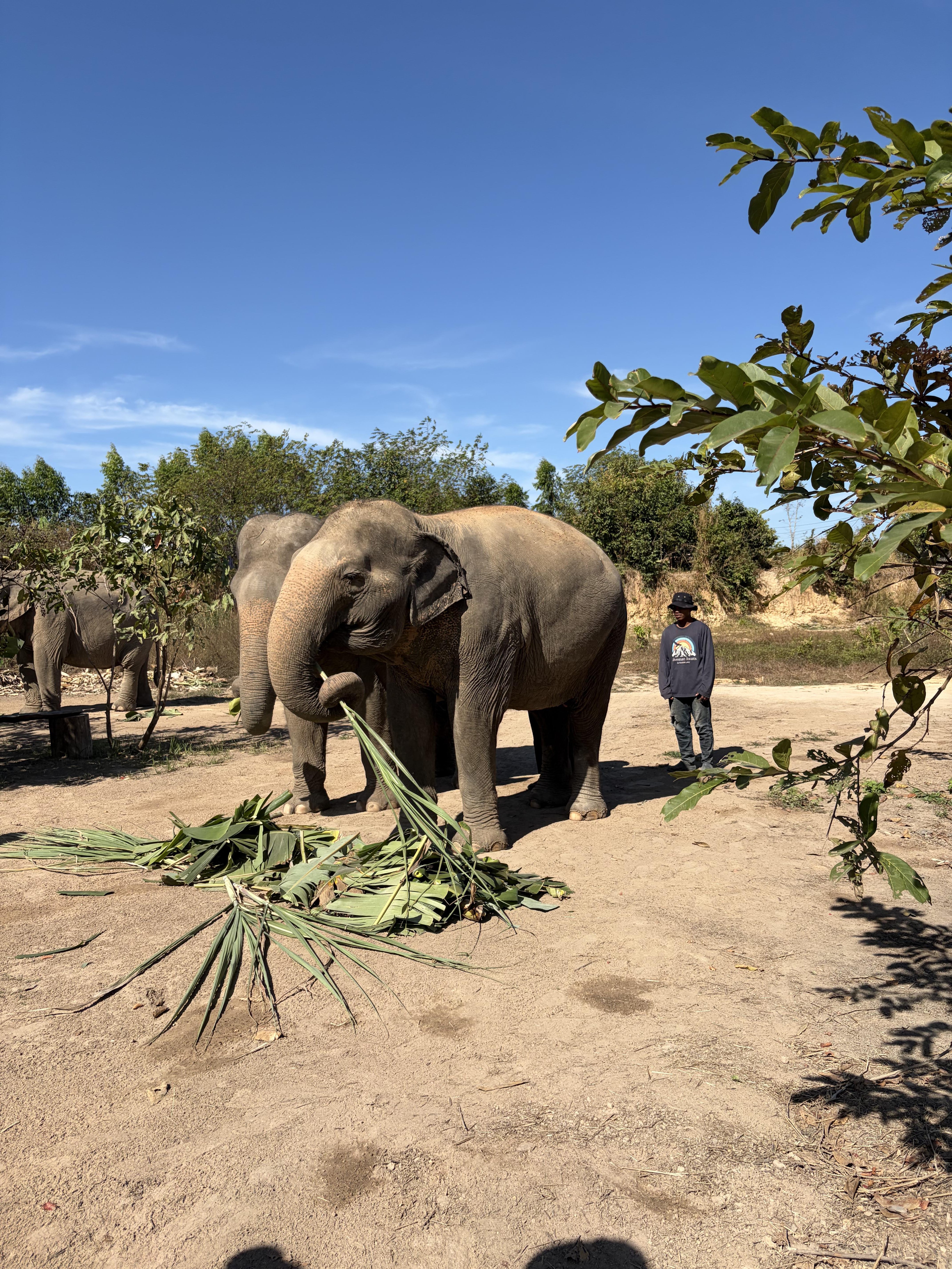 Cambodia Elephant Sanctuary