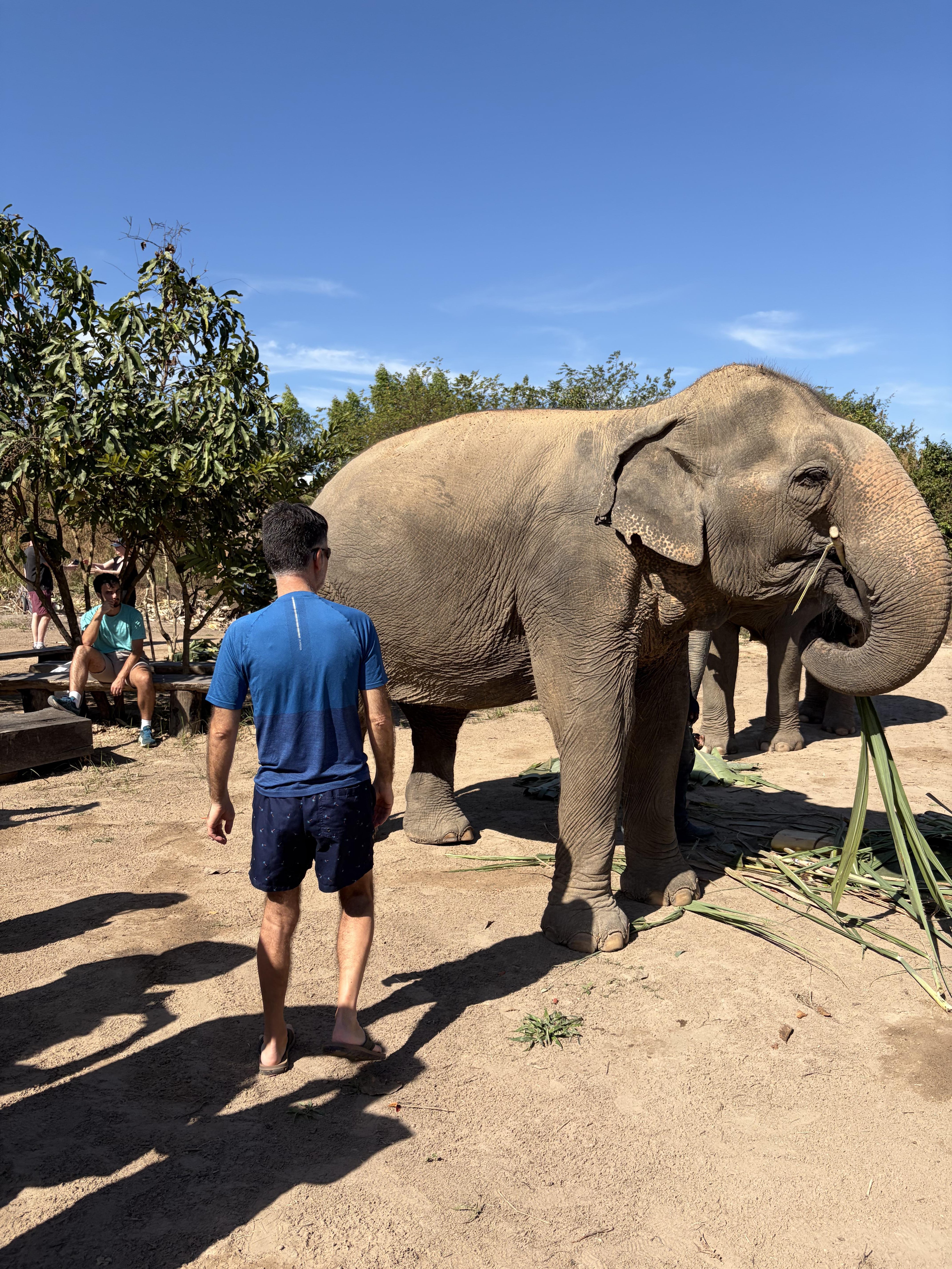 Cambodia Elephant Sanctuary