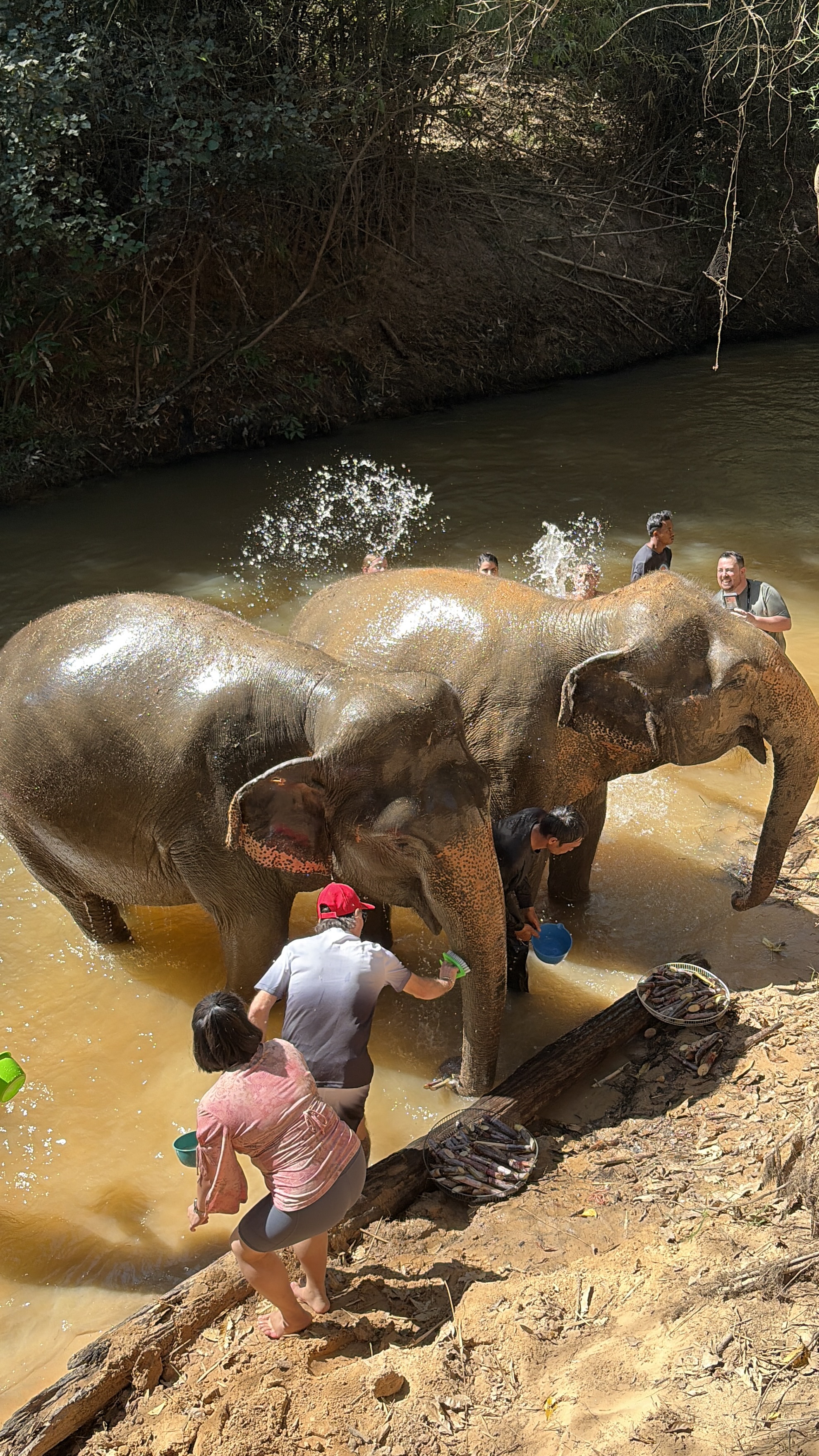 Cambodia Elephant Sanctuary