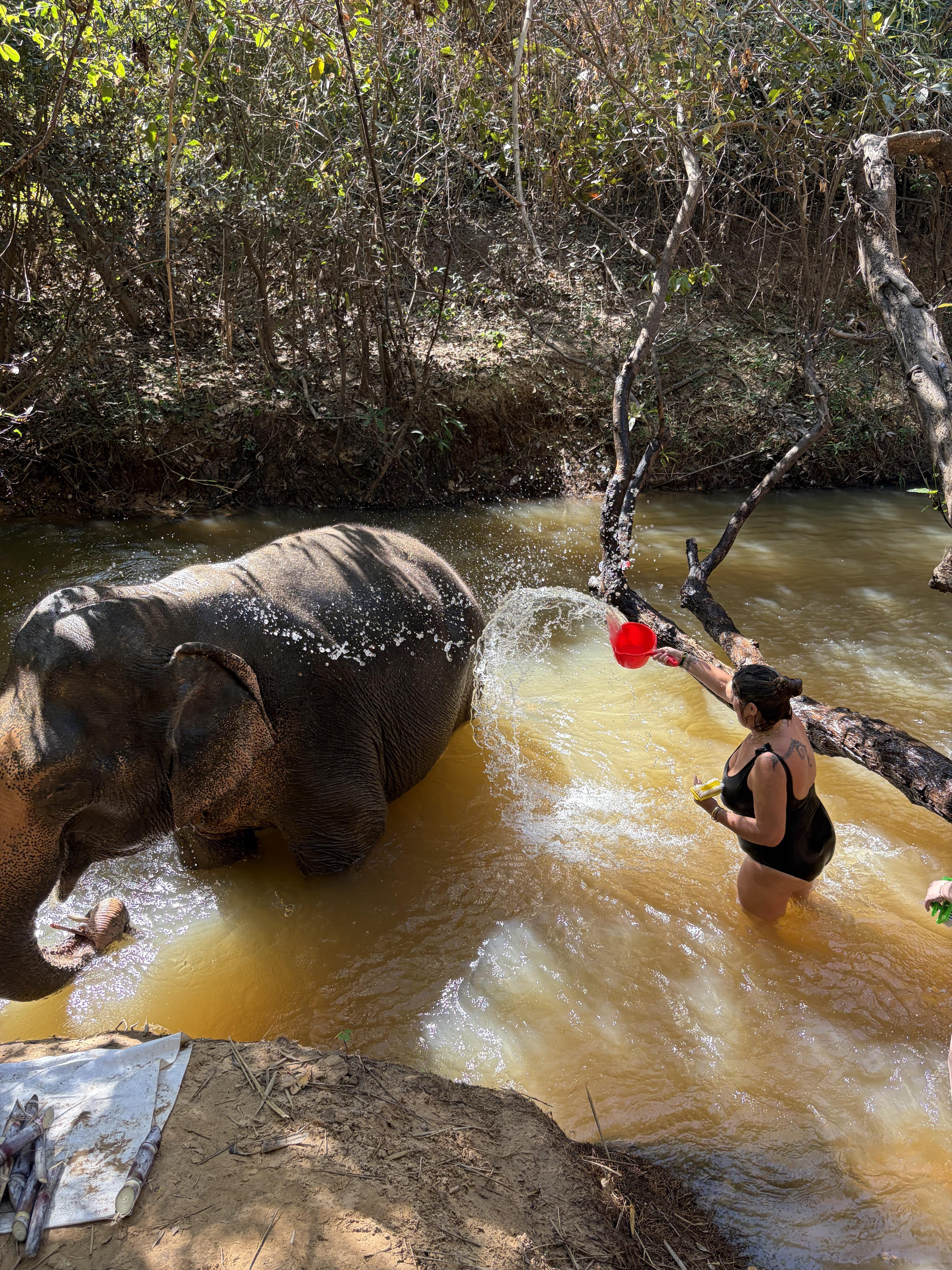 Cambodia Elephant Sanctuary