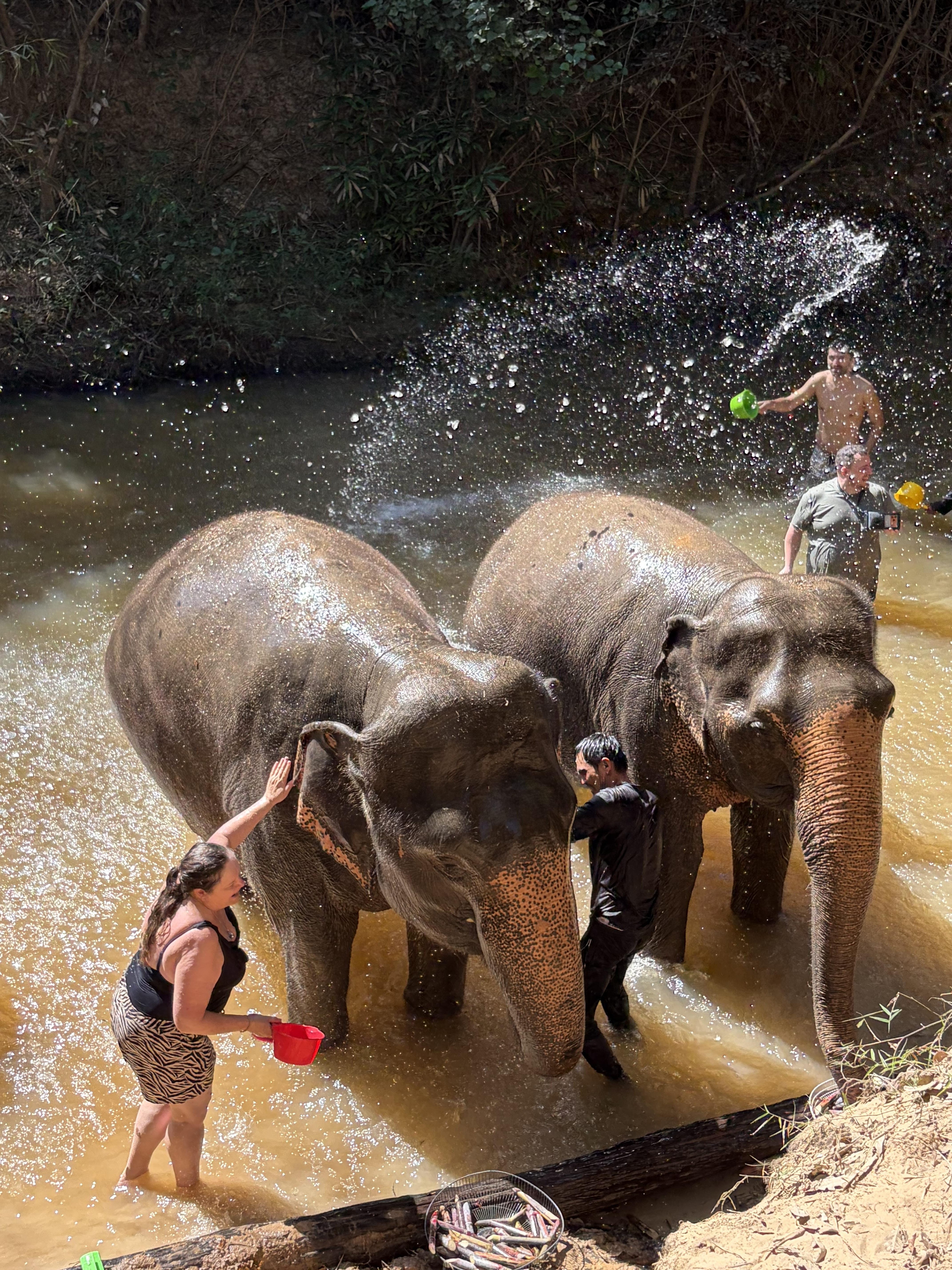 Cambodia Elephant Sanctuary